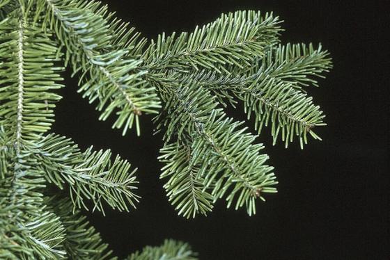 Balsam fir branch with soft, flat dark green needles and silvery undersides
