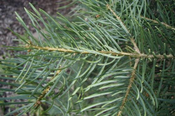 Concolor fir branch with long, soft blue-green needles