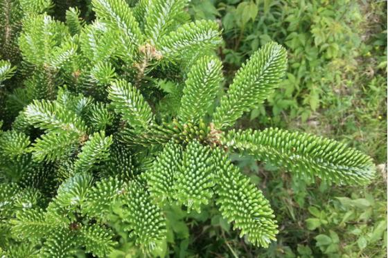 Close-up of Fraser fir branches with glossy dark green needles and silvery undersides