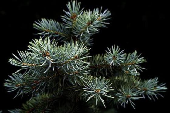 Blue spruce branches with short, stiff silver-blue needles